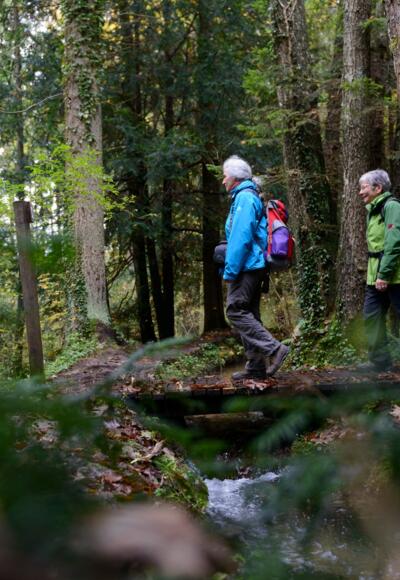 Paterzeller Eibenwald