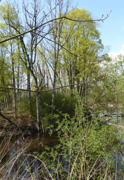 verschwundenes Wasserschloss Einhausen
