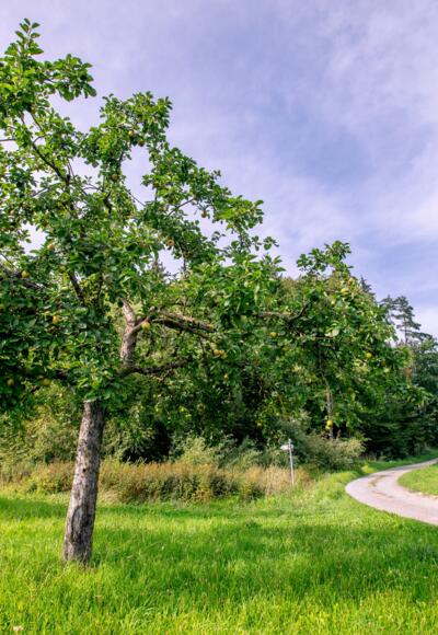 Extratour Wald-Brand