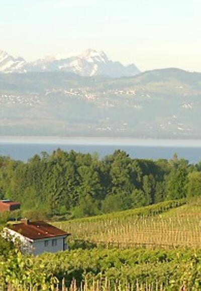 Obstanlagen rund um Bodolz, oberhalb des Bodensees.