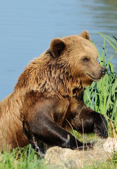 Bär im Wildpark Poing
