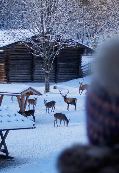 Wildtiere im Nationalpark Berchtesgaden beobachten