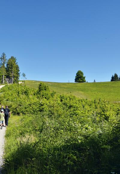 Durch den Tobel auf den Wolfsberg