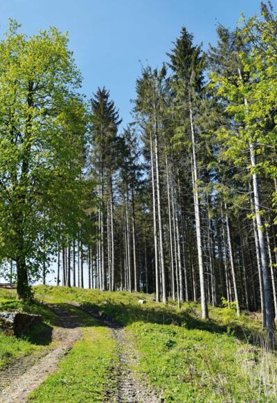 Über Wolfsberg und Kreuzleshöhe