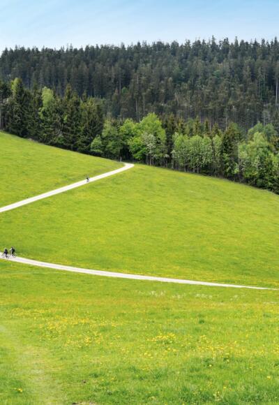 Ein kurzer Rundweg durch den Rotenbachtobel.