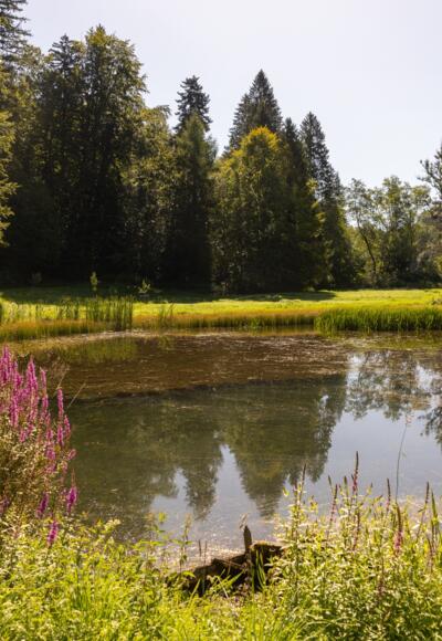 Weiher an der Ehwiesmühle