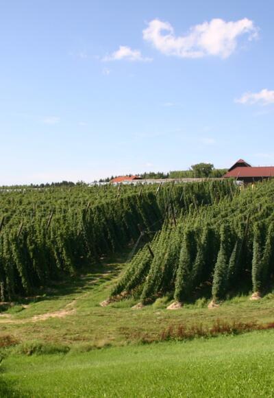 Hopfenfeld