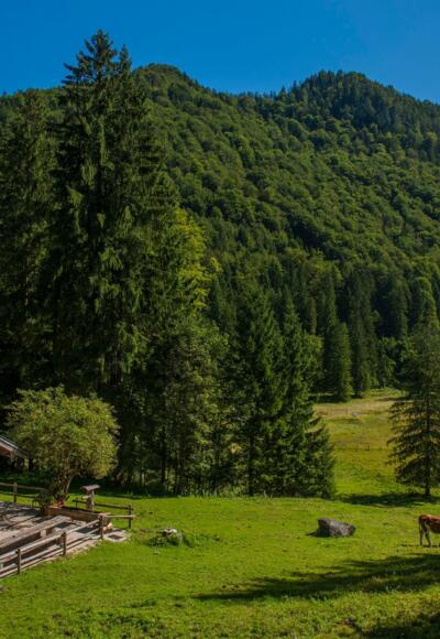 moaralm inzell