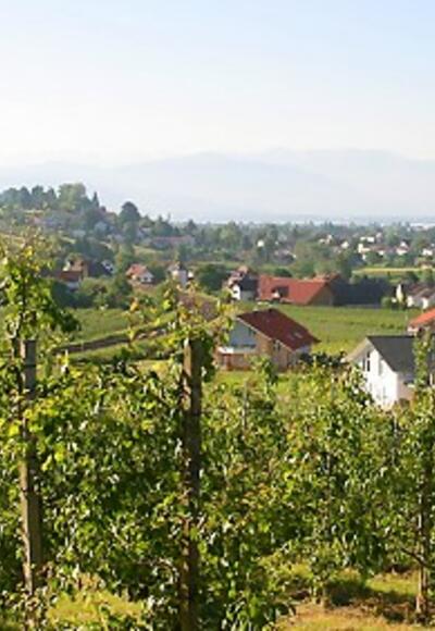 Die Obstanlagen bei Bodolz.