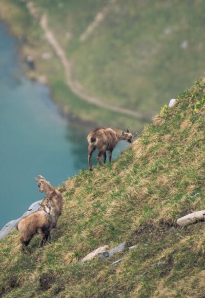 Gämsen über dem Gaisalpsee