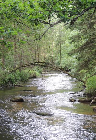 Wandern im Tal der Großen Mühl