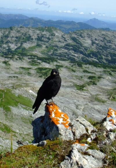 Ausblick vom Hohen Ifen auf das Gottesacker