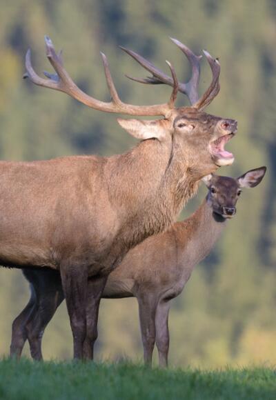 Tierpark Altenfelden