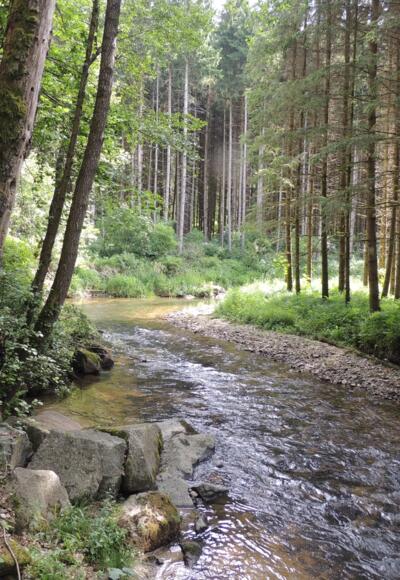 Wandern entlang der Großen Mühl