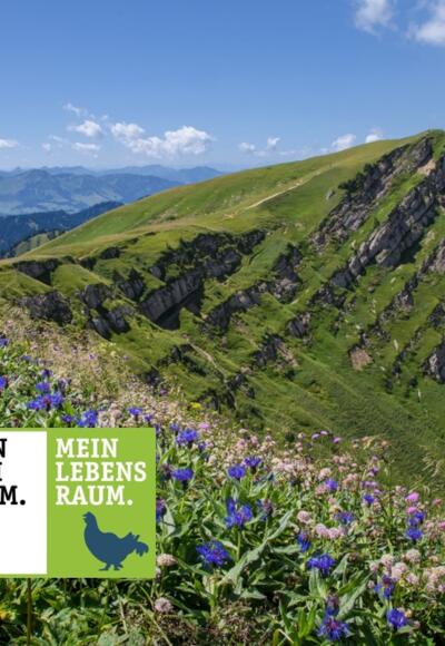 Blick auf das Rindalphorn
