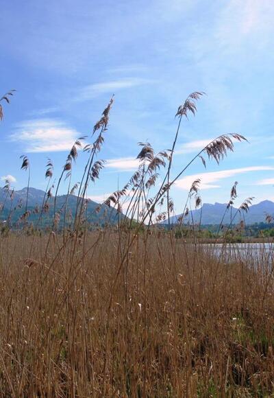 Chiemsee- und Alpenblick