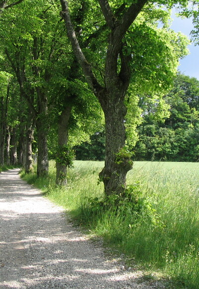 Auf dem König-Ludwig-Weg.