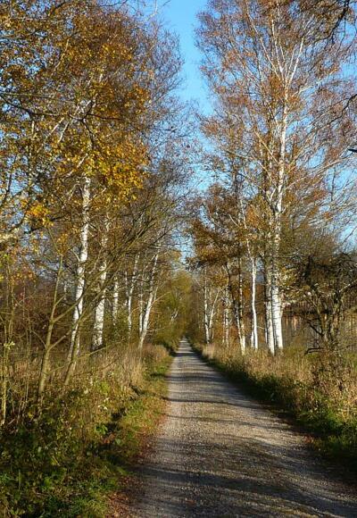 Moosweg im Herbst