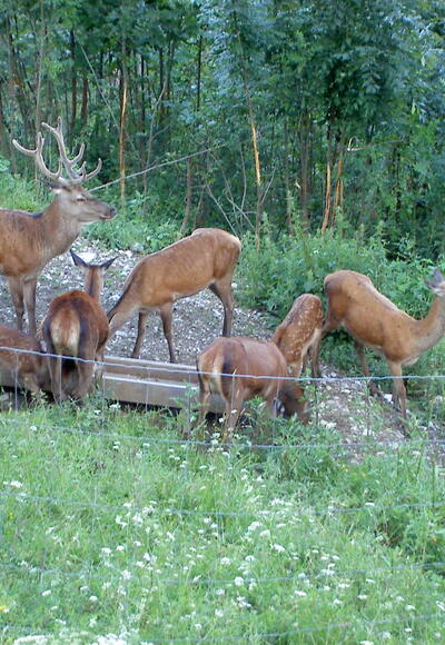 Wildgehege an der Reiseralm