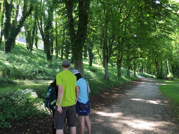 Forest road