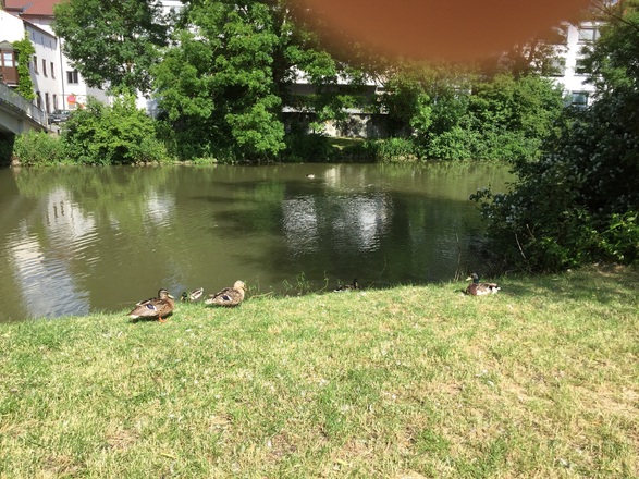 Ducks