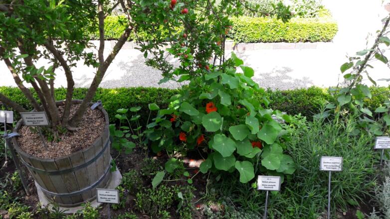 Bastionsgarten