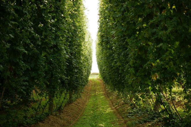 Mittendrin in den Hopfengärten bei Altmannstein