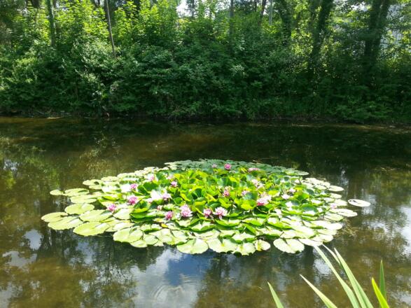 Waterlily at the small stream