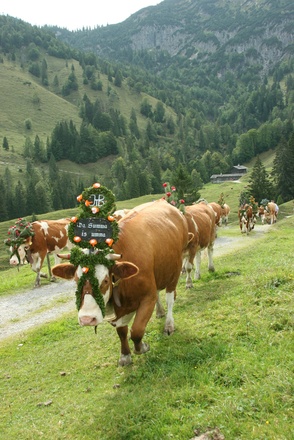 Almabtrieb von der Königsalm