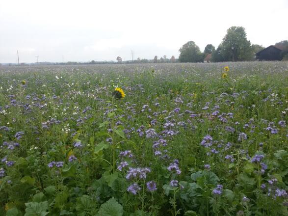 wunderschöne Landschaft