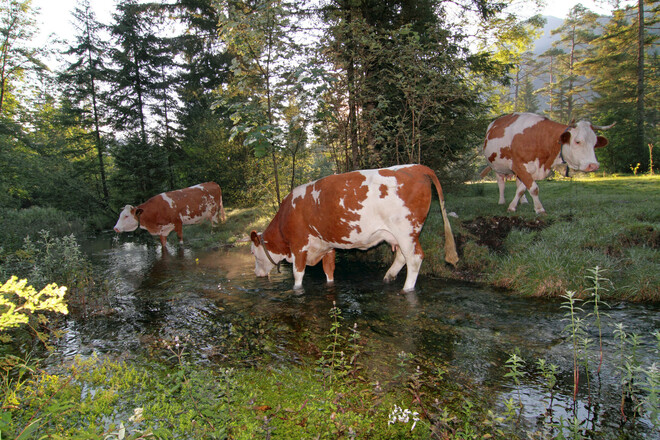 Weißachau