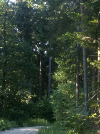schattiger Waldweg