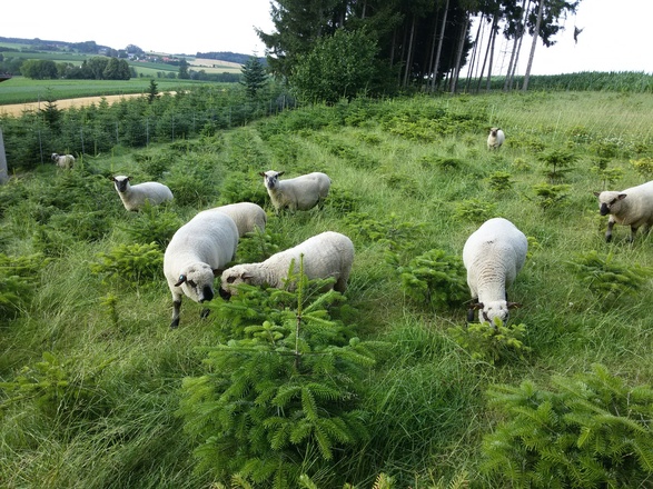 Schafe bei Jagdhaus