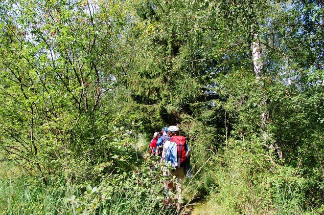 wucherndes Gebüsch auf dem Lech-Damm