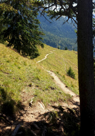 Im Wald und über offene Wiesen