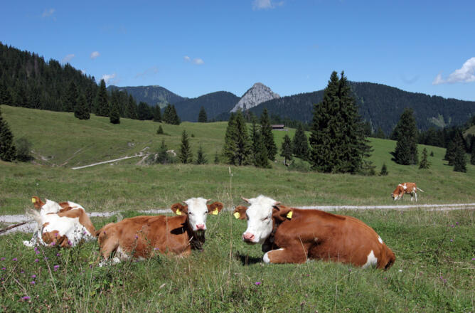 Königsalm - Blick zum Hirschberg und Leonhardstein