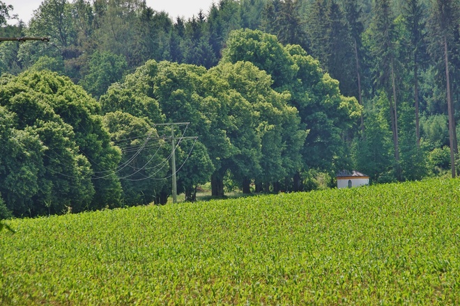 Lindenallee bei Dorfen