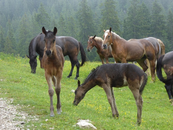 Pferde auf der Rossalm nahe der Gufferthütte