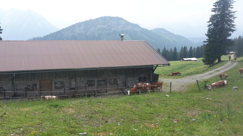 Blick von der Schönleitenalm auf die Natterwand
