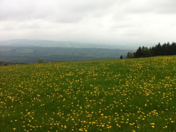Weite Wiesen begleiten unseren Weg auf den Hohen Peißenberg.