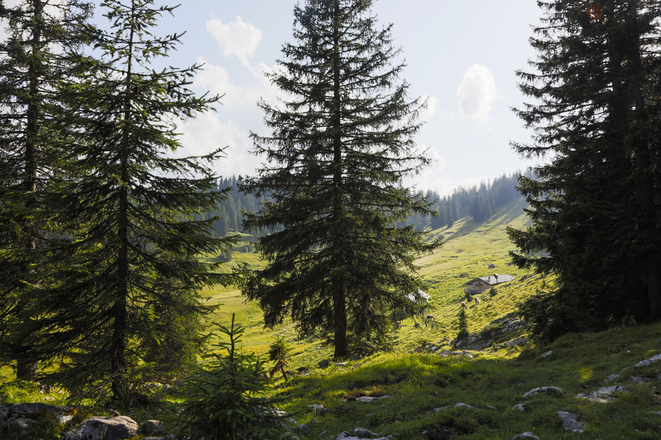 Bayerische Wildalm II