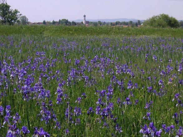 Blühende Iris im Natur- und Vogelschutzgebiet am Südufer des Ammersees