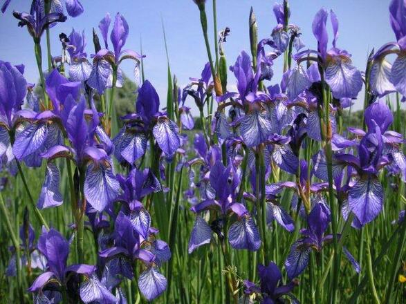 Blühende Iris im Natur- und Vogelschutzgebiet am Südufer des Ammersees