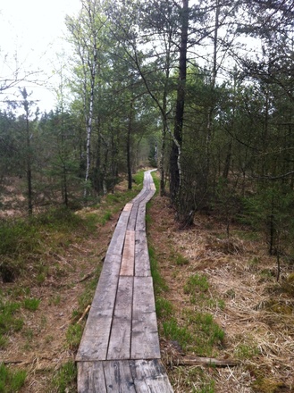 Auf einem Holzpfad durchqueren wir das weitläufige Sumpfgebiet.