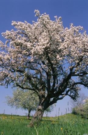 Obstbaum