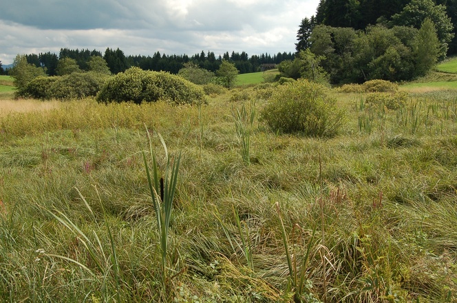Reste eines Hochmoors in den Gehagetslaichwiesen