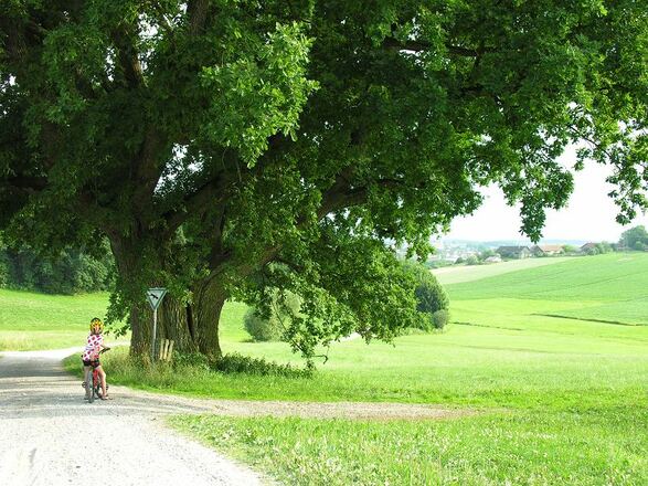 300-jährige Eiche