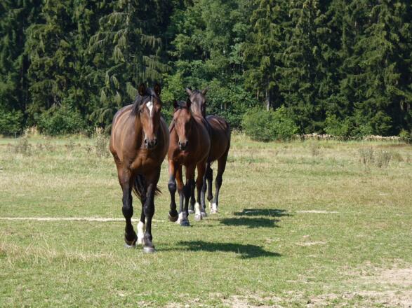 Pferde auf der Weide