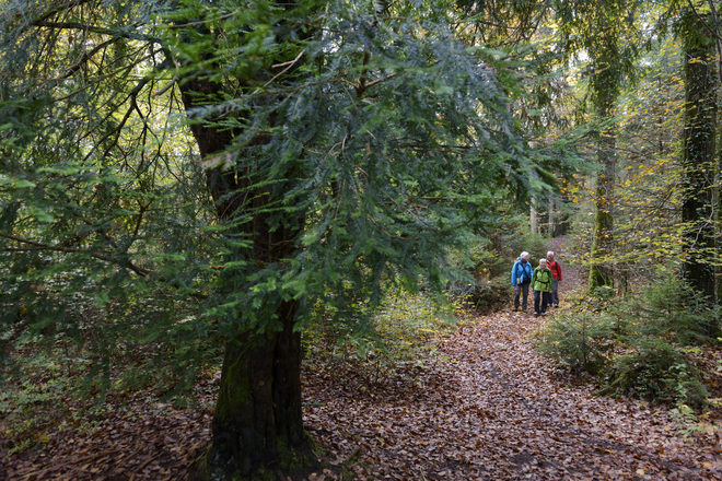 Paterzeller Eibenpfad