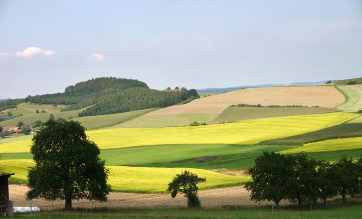 Rapsfelder bei Holzhäuser.